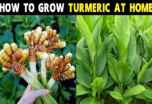 How To Grow Turmeric Plants at Home