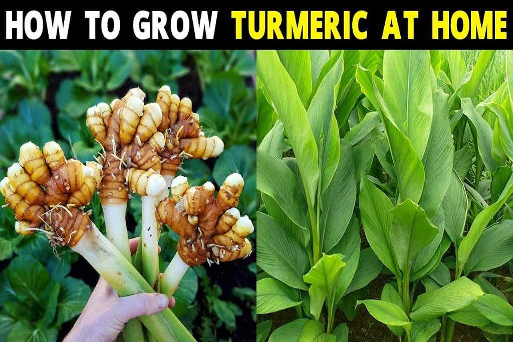 How To Grow Turmeric Plants at Home