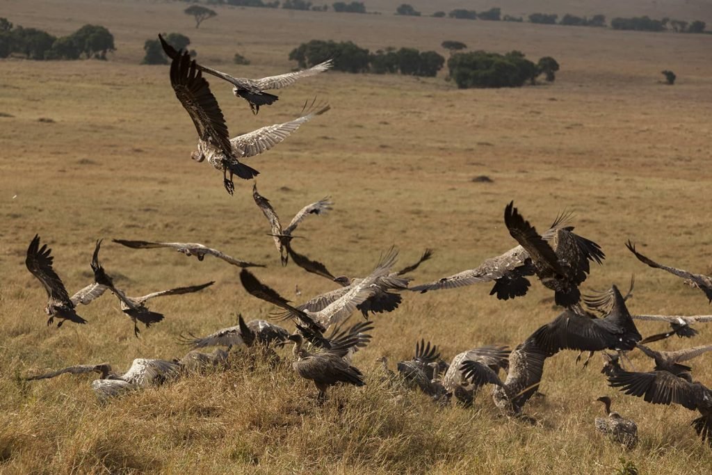 hunting in argentina