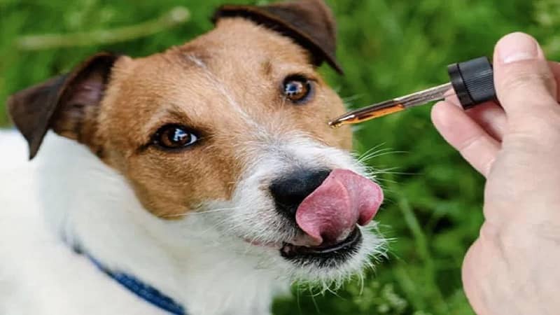 CBD Oil for Dogs and Puppies